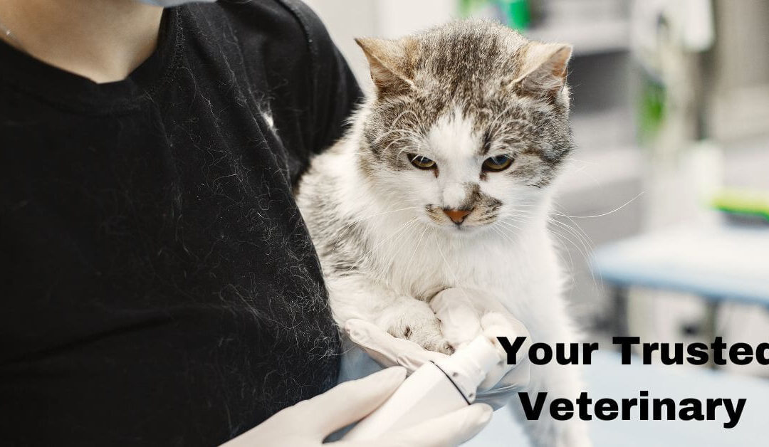 Your Trusted Cleaning Partner for Veterinary Offices