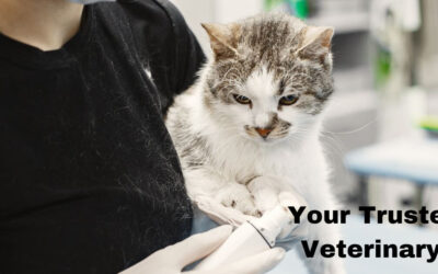 Your Trusted Cleaning Partner for Veterinary Offices